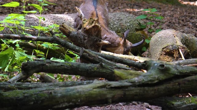 Close up of chamois goat-antelope standing and looking around a forest on a sunny spring day