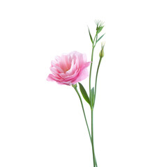 Light pink flower of Eustoma isolated on white background.