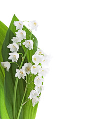Two sprigs of  Lily of the Valley with green leaves isolated on white background.  Selective focus.