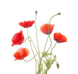 Five  wild red Poppies isolated on white background.