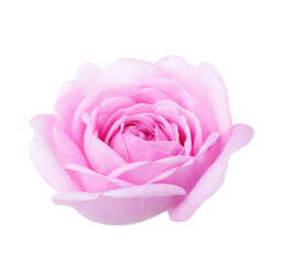 Light pink Rose isolated on white background. Сlose-up