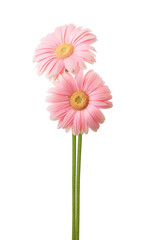 Two Gerbera flowers of light pink color isolated on white background.