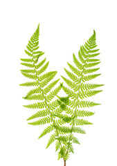 Two young leaves  of Fern isolated on white background