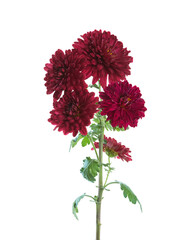 Branch with few flowers of  Chrysanthemum isolated on white background.