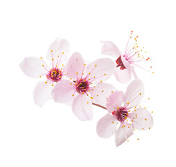 Light pink flowers of Sakura isolated on white background.