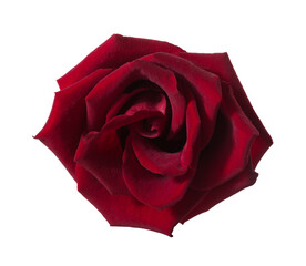 Dark red Rose isolated on white background.