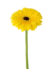 Gerbera flower of yellow color isolated on white background.