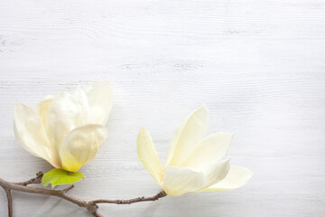 Blooming Magnolia branch with cream colored flowers on old white wooden shabby background