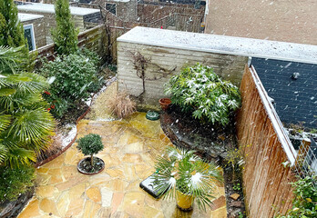 Plants in a snowy garden with a bamboo fence and colorful flagstones, Almere, Flevoland, Netherlands