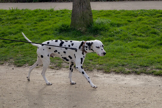 Dalmatien en laisse