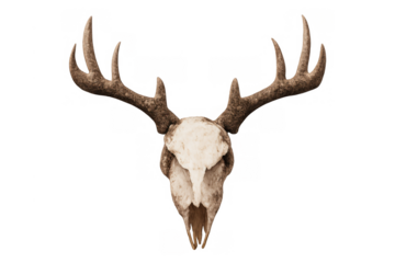 Deer skull with large antlers, a hunting trophy, representing wildlife, nature, and animal remains
