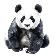 watercolor of Panda painting, isolated on a white background. © velora