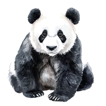 watercolor of Panda painting, isolated on a white background.