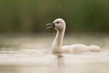Cute mute swan baby exploring the lake