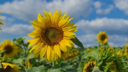 Fototapeta premium Sunflower in a field on hot summer day in southern region of Russia.