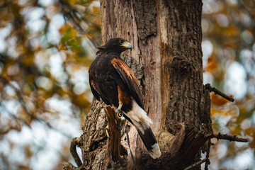 harris hawk perched on tree