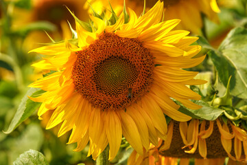 Sunflower in a field on hot summer day in southern region of Russia.