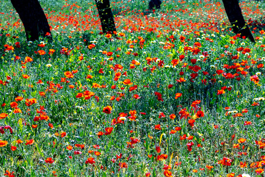bright poppy flowers in red at the meadow in bright light - Powered by Adobe
