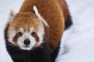 close up of red panda
