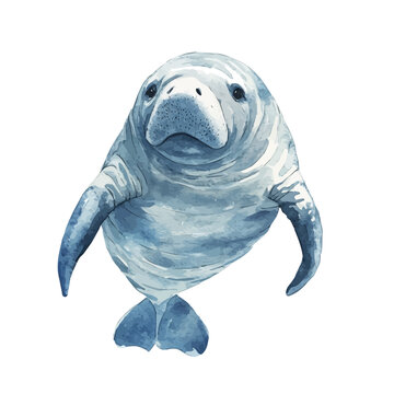 watercolor of Manatee painting, isolated on a white background.