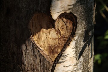 Heart carved into a tree trunk