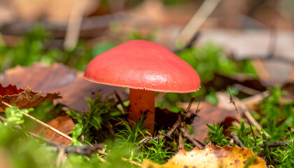 Crimson forest fungus thrives amidst fallen leaves and verdant moss