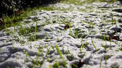 Fototapeta premium Fresh Green Grass Peeking through White Snow in a Sunny Backyard