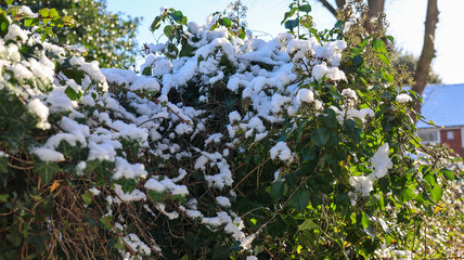 Thick Green Ivy Hedge Covered in Fresh White Snow 