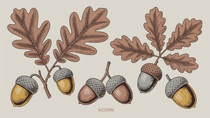 oak leaves and acorns on beige background