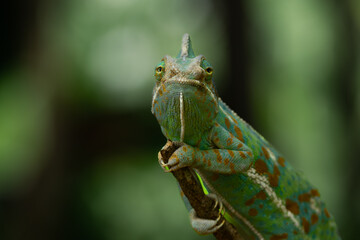 Frontal angle of male veiled chameleon (Chamaeleo calyptratus) on a branch, showing its independent eye movement, enabling near 360 degrees vision