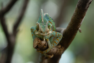 Frontal angle of male veiled chameleon (Chamaeleo calyptratus) on a branch, showing its independent eye movement, enabling near 360 degrees vision
