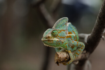 Frontal angle of male veiled chameleon (Chamaeleo calyptratus) on a branch, showing its independent eye movement, enabling near 360 degrees vision