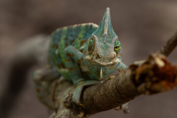 Frontal angle of male veiled chameleon (Chamaeleo calyptratus) on a branch, showing its independent eye movement, enabling near 360 degrees vision