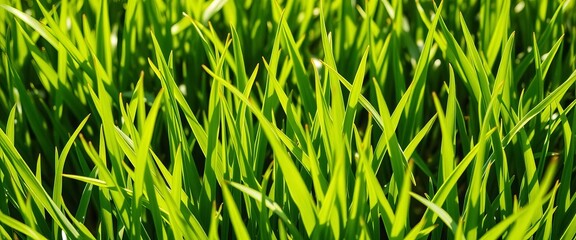 Vibrant, sun-drenched green grass blades offer a refreshing, lush carpet of nature's texture and natural beauty,  eco,  grass