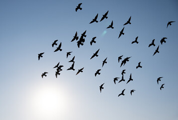 Ein Schwarm Tauben im Sonnenlicht