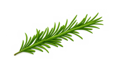 Rosemary sprig with fresh green needles, aromatic herb for cooking and medicinal use, on transparent background