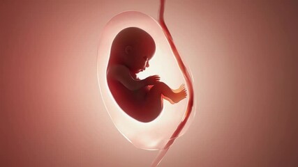 Fetus in the womb. Baby.