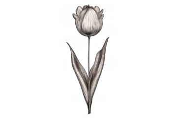 Vintage charcoal tulip drawing creating a botanical illustration design element with transparent background