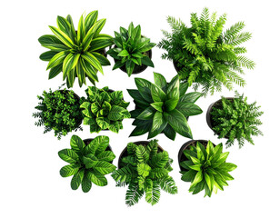 collection of green leaves isolated on white background