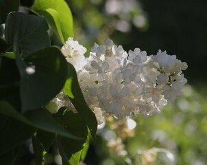 Lilas Blanc