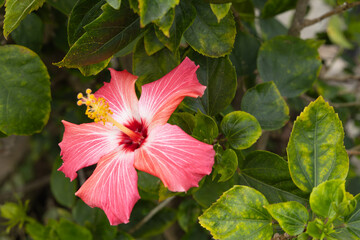 This image shows a hibiscus flower characterized by its large, five-petaled form and prominent central staminal column. The monochrome presentation highlights the fine veins and textures of the petals