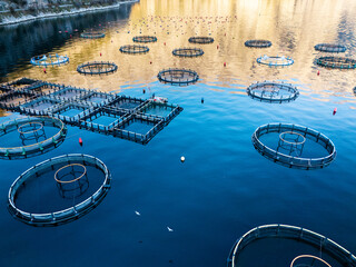Aerial view of a fish farm with floating cages arranged on the water surface. Modern aquaculture and sustainable seafood production