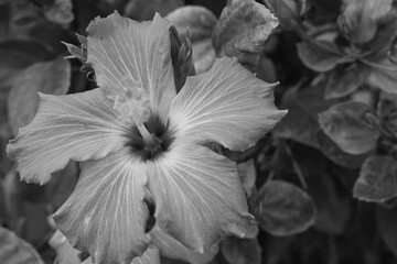 This image shows a hibiscus flower characterized by its large, five-petaled form and prominent central staminal column. The monochrome presentation highlights the fine veins and textures of the petals