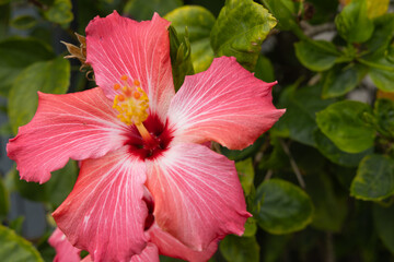 This image shows a hibiscus flower characterized by its large, five-petaled form and prominent central staminal column. The monochrome presentation highlights the fine veins and textures of the petals