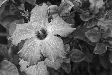 This image shows a hibiscus flower characterized by its large, five-petaled form and prominent central staminal column. The monochrome presentation highlights the fine veins and textures of the petals