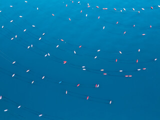Aerial view of an oyster farm with cultivation racks arranged in shallow coastal waters of a bay. Sustainable aquaculture and seafood production