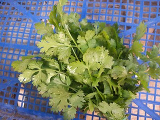 Coriander green leaves culinary harb vegetable.  Coriander seasoning ingredient recipe for flavor in delicious meal. Coriander commonly known as cilantro. 