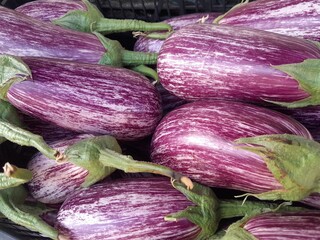 Graffiti eggplants are purple with white stripes. Eggplant vegetable variety. Healthy nutritional raw vegetable brinjal. 