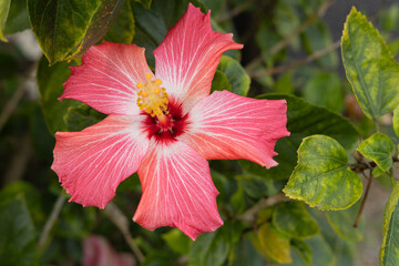 This image shows a hibiscus flower characterized by its large, five-petaled form and prominent central staminal column. The monochrome presentation highlights the fine veins and textures of the petals