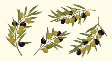Four different olive branches featuring green and black olives with leaves in a detailed botanical illustration style on a light background.